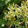 Texas wildflower - Hercules' Club (Zanthoxylum clava-herculis)