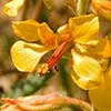 Texas wildflower - Hog Potato (Hoffmanseggia glauca)