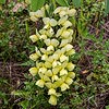 Texas wildflower - Wild Plains Indigo (Baptisia bracteata)