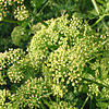 Texas wildflower - Texas Parsley (Polytaenia texana)