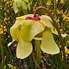 Texas wildflower - Pitcher Plant (Sarracenia alata)