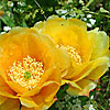 Texas wildflower - Prickly Pear Cactus (Opuntia sp.)