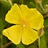 Texas wildflower - Rock Rose (Helianthemum georgianum)