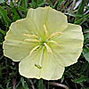 Texas wildflower - Stemless Evening Primrose (Oenothera triloba)