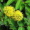 Texas wildflower - Yellow Puff (Neptunia lutea)