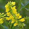 Texas wildflower - Yellow Sweet Clover (Melilotus officinalis)