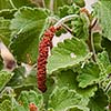 Texas wildflower - Cardinal Feather (Acalypha radians)