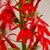 Texas wildflower - Cardinal Flower (Lobelia Cardinalis)