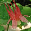 Texas wildflower - Columbine (Aquilegia canadensis)