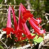 Texas wildflower - Coral Honeysuckle (Lonicera sempervirens)