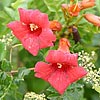 Texas wildflower - Trumpet Creeper (Campsis radicans)