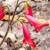 Texas wildflower - Cut-Leaf Penstemon (Penstemon baccharifolius)