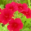 Texas wildflower - Drummond Phlox (Phlox drummondii)