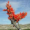 Texas wildflower - Ocotillo (Fouquieria splendens)