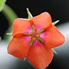 Texas wildflower - Purslane (Portulaca umbraticola)
