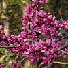 Texas wildflower - Redbud (Cercis canadensis)