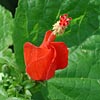 Texas wildflower - Turk's Cap (Malvaviscus arboreus)