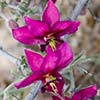 Texas wildflower - White Ratany (Krameria grayi)