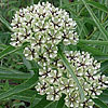 Texas wildflower - Antelope Horns (Asclepias asperula)