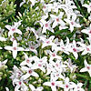 Texas wildflower - Baby's Breath (Hedyotis nigricans)