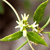 Texas wildflower - Bearded Swallow-wort (Cynanchum barbigerum)