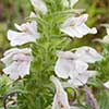 Texas wildflower - Bellardia