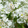 Texas wildflower - Bishop's Weed (Biflora americana)