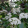 Texas wildflower - Black-Haw (Viburnum rufidulum)