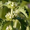 Texas wildflower - Common Horehound