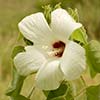 Texas wildflower - Crimson-eyed Rosemallow (Hibiscus moscheutos)