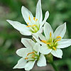 Texas wildflower - Crow Poison (Nothoscordum bivalve)