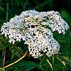 Texas wildflower - Elderberry (Sambucus canadensis)