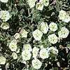 Texas wildflower - False Nightshade (Chamaesaracha coniodes)