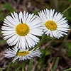 Texas wildflower - Prairie Fleabane (Erigeron modestus)