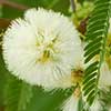 Texas wildflower - Illinois Bundleflower (Desmanthus illinoensis)