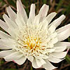 Texas wildflower - Rock Lettuce (Pinaropappus roseus)