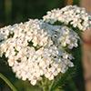 Texas wildflower - Milfoil (Achillea millefolium)