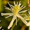 Texas wildflower - Old Man's Beard (Clematis Drummondii)