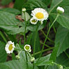 Texas wildflower - Philadelphia Fleabane (Erigeron philadelphicus)