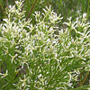 Texas wildflower - Poverty Weed (Baccharis neglecta)