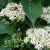 Texas wildflower - Rough-Leaf Dogwood (Cornus Drummondii)