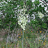 Texas wildflower - Twist-Leaf Yucca (Yucca rupicola)