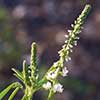 Texas wildflower - White Sweet Clover (Melilotus albus)