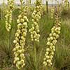 Texas wildflower - Yucca (Yucca augustiflora)