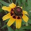 Texas wildflower - Brown-Eyed Susan (Rudbeckia hirta)