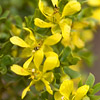 Texas wildflower - Creosote Bush (Larrea tridentata)