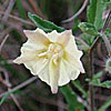 Texas wildflower - False Nightshade (Chamaesaracha sordida)