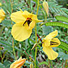 Texas wildflower - Partridge Pea (Cassia fasciculata)