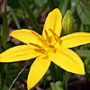 Texas wildflower - Yellow Star-grass (Hypoxis hirsuta)