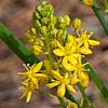 Texas wildflower - Yellow Sunny-bell (Schoenolirion croceum)